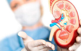 ۱۰ ماده غذایی گیاهی برای بهبود سلامت کلیه‌ها