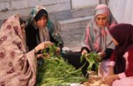 آمادگی حضور در جشنواره ها از سوی 