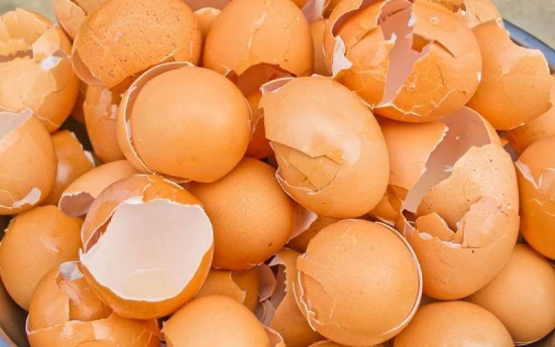 ۸ دلیلی که نباید پوست تخم‌مرغ را دور بیندازیم