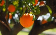 ۱۲ خاصیت معجزه‌آسای جوشانده برگ پرتقال