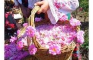 جشن گل و گلاب در قلب طبیعت بکر فارس