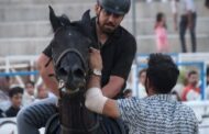 روایتی از تاریخچه اسب کُرد و جنایتی در دل فیلم‌برداری